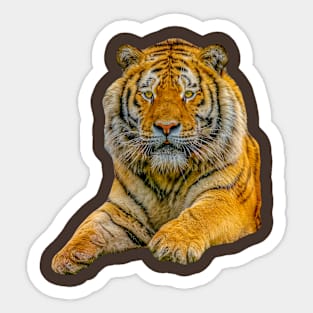 Cut out of a Siberian Tiger Sticker